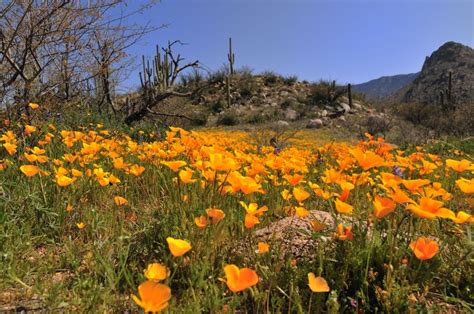 Sonoran desert, Desert flowers, Deserts