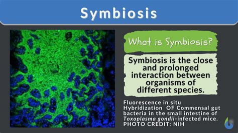 Symbiosis - Definition and Examples - Biology Online Dictionary