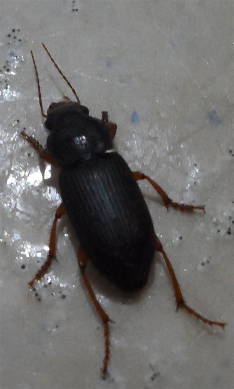 [Carabidae] Identification blatte noire - Le Monde des insectes