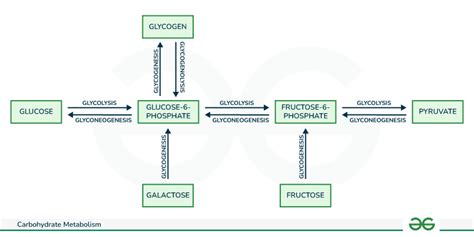 Carbohydrate Metabolism - Overview and its Metabolic Pathways ...