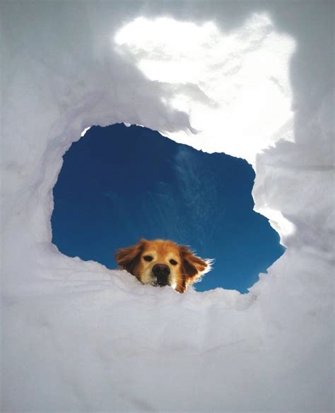 Mountaineering For Dogs – CUTETROPOLIS