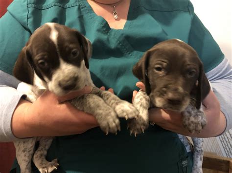 English Pointer Puppies For Sale | Bevent, WI #317207