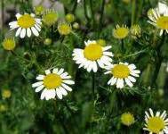 Daises Free Stock Photo - Public Domain Pictures