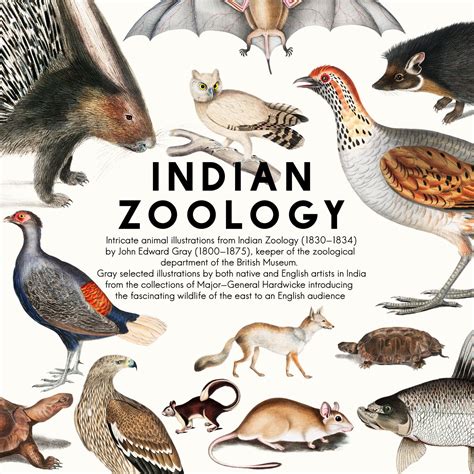 Download intricate animal illustrations from Indian Zoology (1830-1834) by John Edward Gray ...