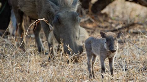 Malawi Wildlife | 132 sightings of species across Malawi | Expert Africa