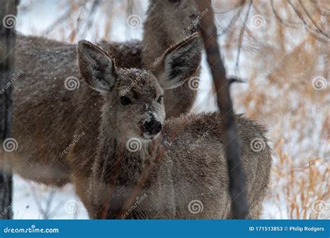 Colorado Bison in Snow Storm Stock Image - Image of mammal, daytime ...