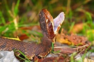 Virginia Snakes Identification Guide: Background Info & Pics