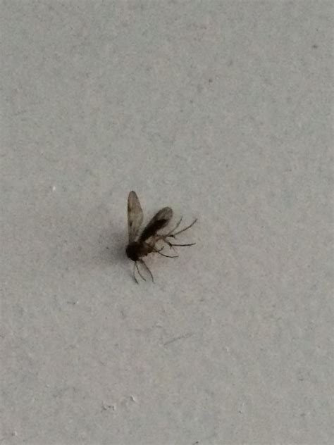 Why Do I Have Tiny Flying Bugs In My House | Psoriasisguru.com