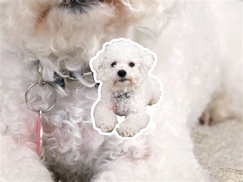 Quick Answer: Bichon Frise As Watch Dogs