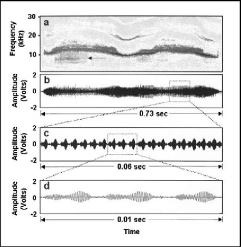 Figure U.1.2-3 Amplitude-modulated spotted dolphin whistle. A ...