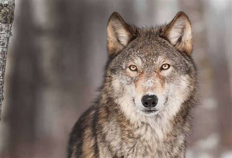 Victory: Wolves in Washington Getting Better Rules - WildEarth Guardians