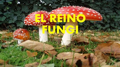 BIOLOGIA REINO FUNGI