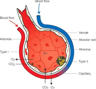 Exchange of gases in lungs tissues diagram