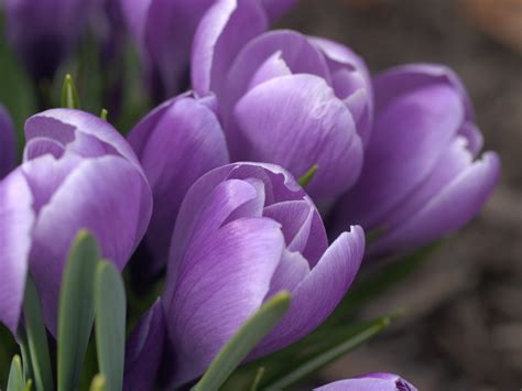 Group Of Purple Crocus - New England