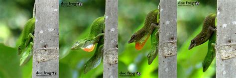 Central American Green Anoles Mating - Anole Annals