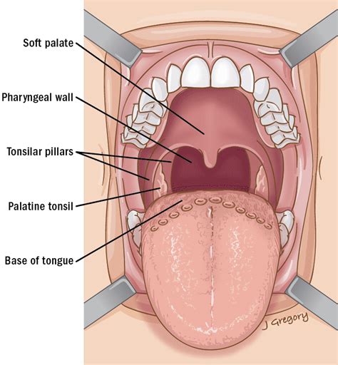 Oropharyngeal Cancer Anatomy ‣ THANC Guide