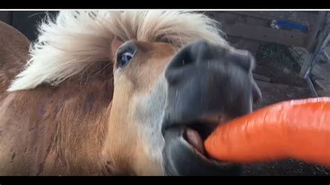 Tiny horse eats gigantic carrots - YouTube