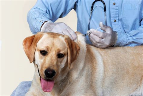 Breeders Are Not a Credible Source For Vaccine Protocol Recommendations! | Veterinary Advice ...