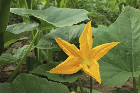 Pumpkin Plant Not Producing: Why A Pumpkin Plant Flowers But No Fruit | Planting pumpkins ...