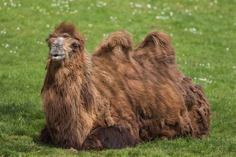 Camel | San Diego Zoo Animals & Plants