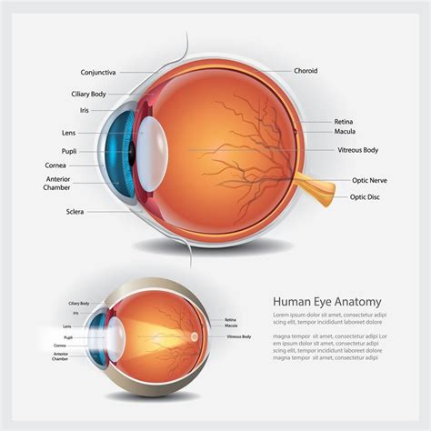 Human Eye Anatomy and Normal Lens Vector Illustration | Eye anatomy, Human eye, Anatomy