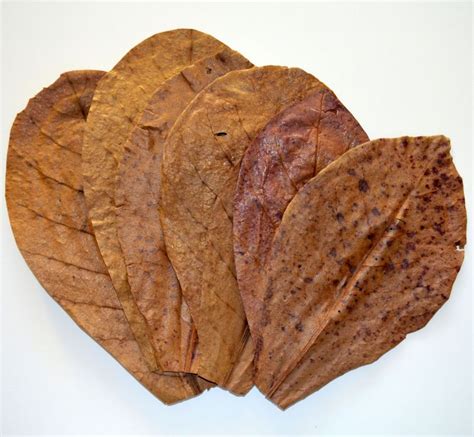 Aquatic-Culture-Indian-Almond-Leaves-Large | Tropical Fish Keeping