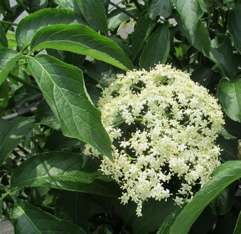 Elderberry Bush Varieties: Different Types Of Elderberries Plants ...