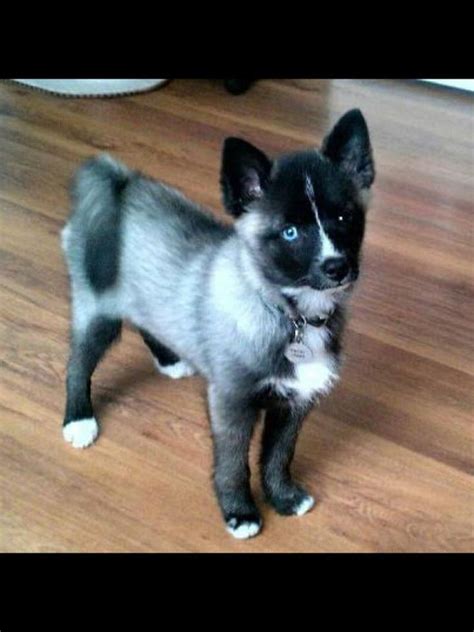 Have you heard of this cross breed - a Pomsky? Which breeds do you ...