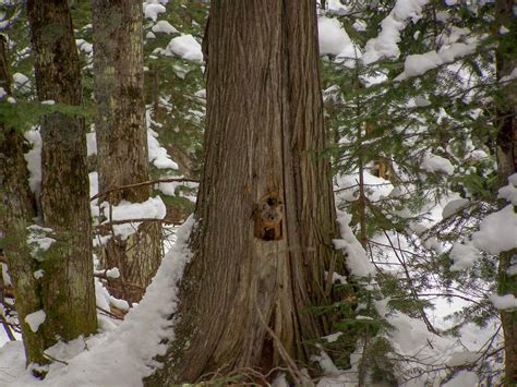 Endangered Marten Habitat at Sack Lake Hemlocks Conservation Area – Northwoods Land Trust