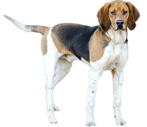 Treeing Walker Coonhound - Dog Breed Health, History, Appearance, Temperament, and Maintenance