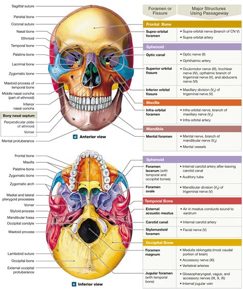 7.2: The skull’s 8 cranial bones protect the brain, and its 14 facial bones form the mouth, nose ...