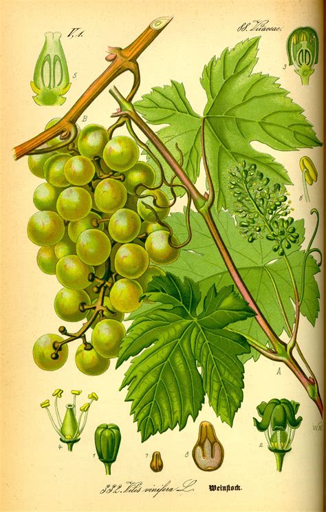 Grapes - Vitis vinifera - circa 1885 Vintage Botanical Prints, Botanical Drawings, Botanical Art ...