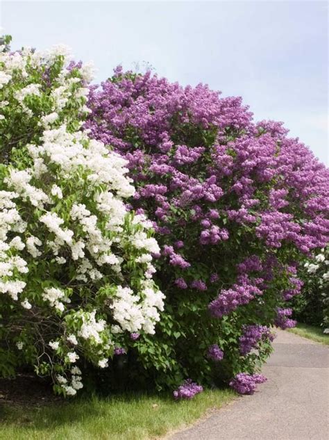 31 Flowering Shrubs for Year-Round Color | Shrubs for landscaping ...