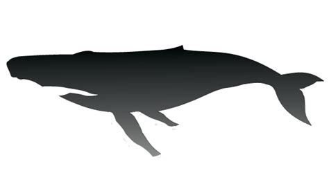 Humpback Whale Silhouette Vector | Download Free Vector Art | Whale silhouette, Silhouette ...