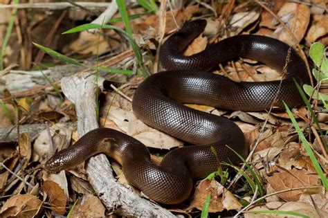 Rubber Boa Snake (Northern Rubber Boa) Habitat, Diet, Facts