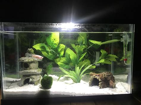 My small betta tank : r/Aquariums