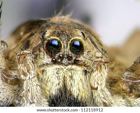 Spider eyes closeup Stock Photos, Images, & Pictures | Shutterstock