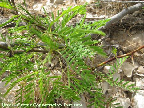 Prosopis glandulosa