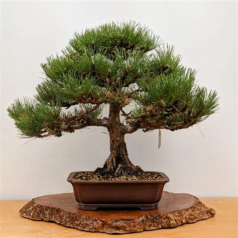 Dwarf Austrian Black Pine (5268) at New England Bonsai Gardens