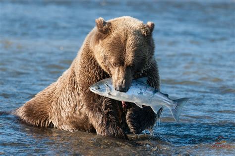 Fondo de Pantalla Animales Oso cazando peces | Imagenes Hilandy