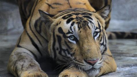 Petition · Stop Hunting Bengal Tigers · Change.org