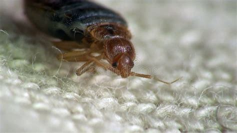 Bedbug Bloodsucker Sitting Cushion Stock Video Footage - Video of parasite, encephalitis: 36021149