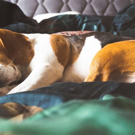 Beagle Complete Sleeping Guide (Timeline, Problems, Solutions) | Paws and Learn