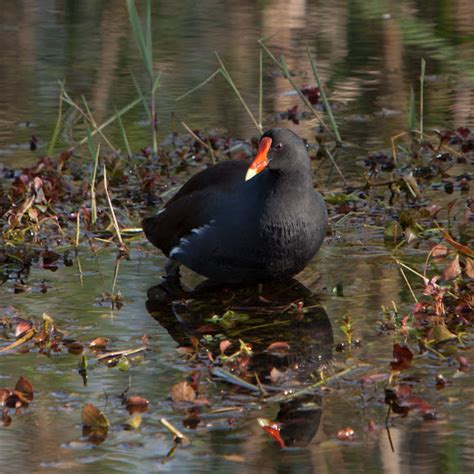 Common Gallinule | Project Noah