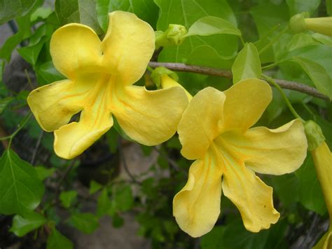 Five Facts: Cat’s-claw vine in Florida – Research News