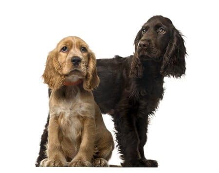 Types of Spaniel Dogs | How to Look After Spaniel Breeds