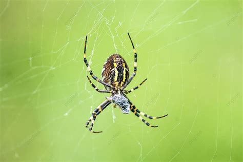 Wasp Spidermale Spider In Its Web Wild Web Hair Photo Background And ...