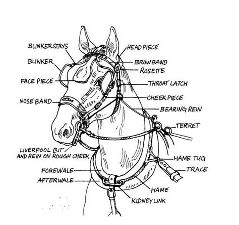 A Glossary Of Harness Parts & Related Terms | EHI Virtual Museum | Horse harness, Draft horses ...