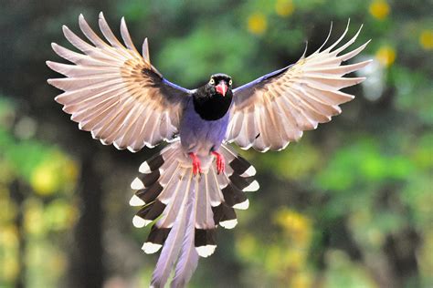 How birds fly: New USC study examines the evolution of flight feathers