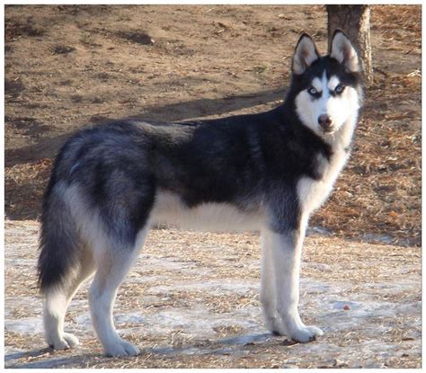 Siberian Husky Dog Training And Caring | Dog Training